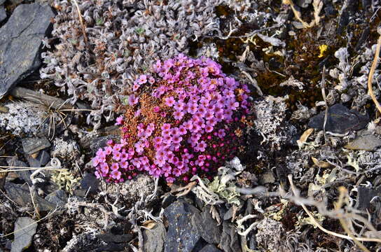 صورة Douglasia ochotensis (Willd. ex Roem. & Schult.) Hult.