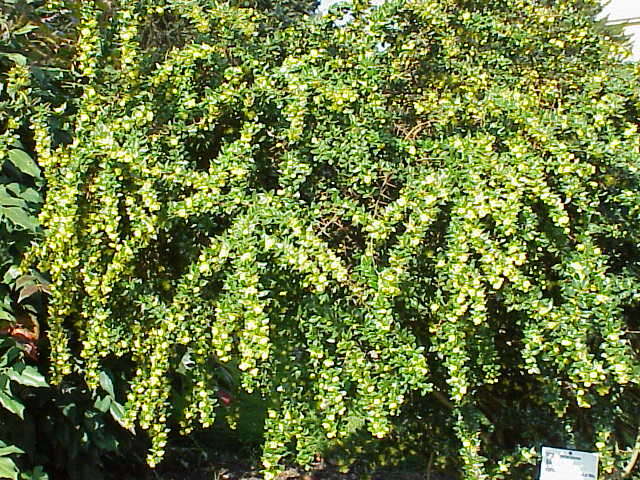 Image of Warted Barberry