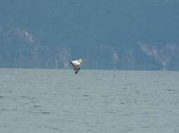 Image of Dalmatian Pelican