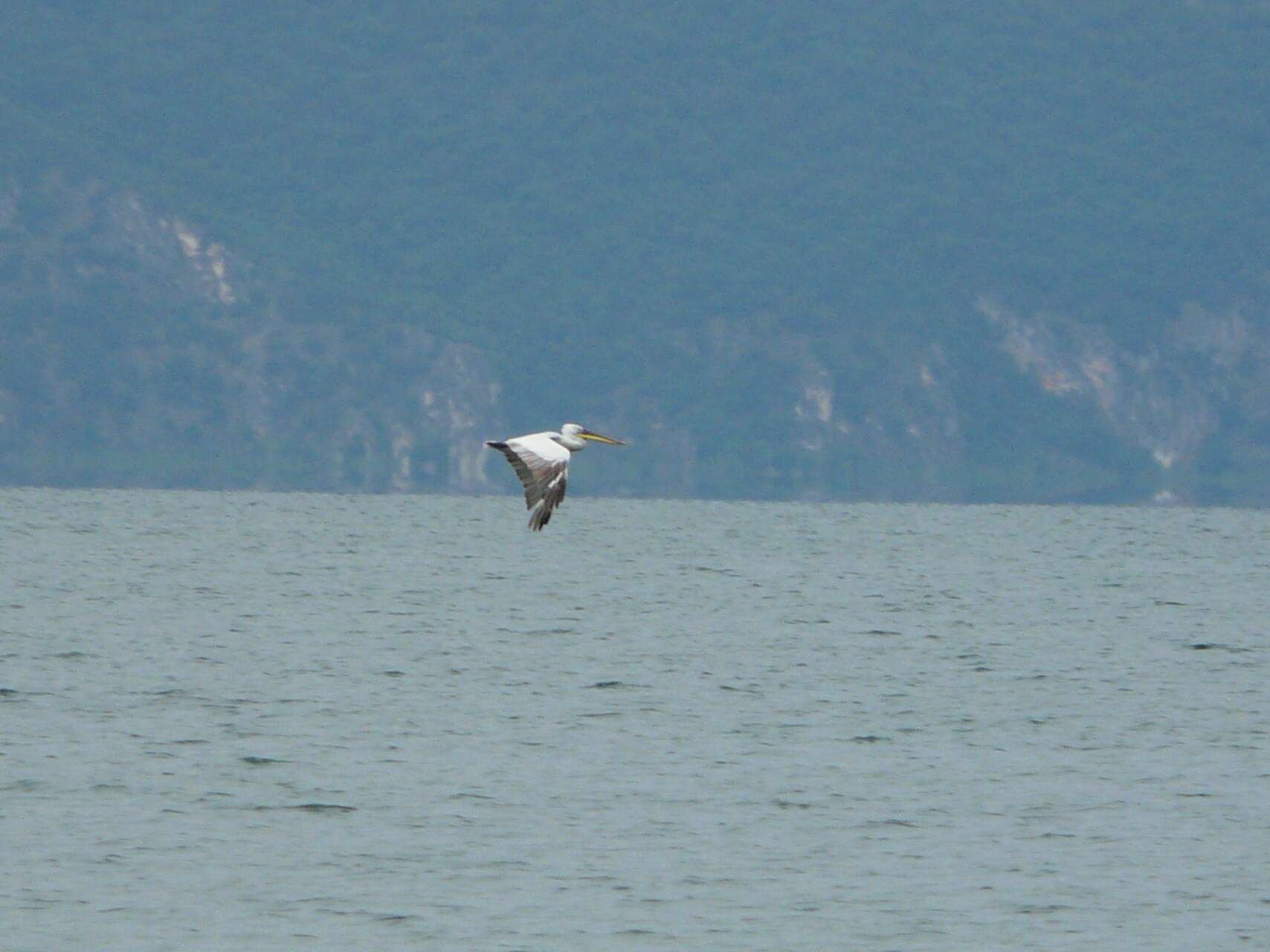 Image of Dalmatian Pelican