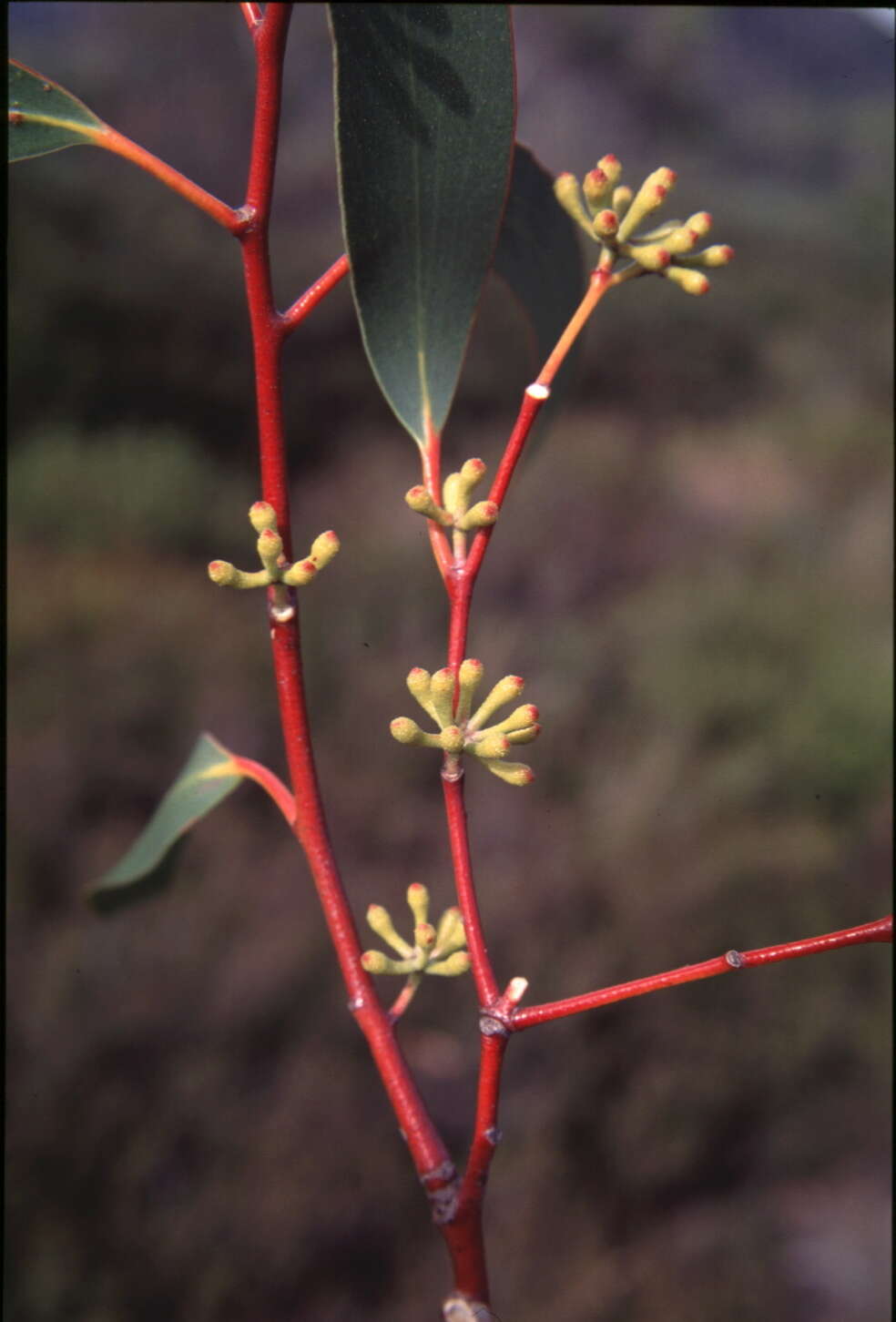 Image de Eucalyptus pauciflora subsp. parvifructa K. Rule