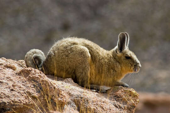 Image of chinchillas and viscachas