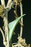 Image of orange tip