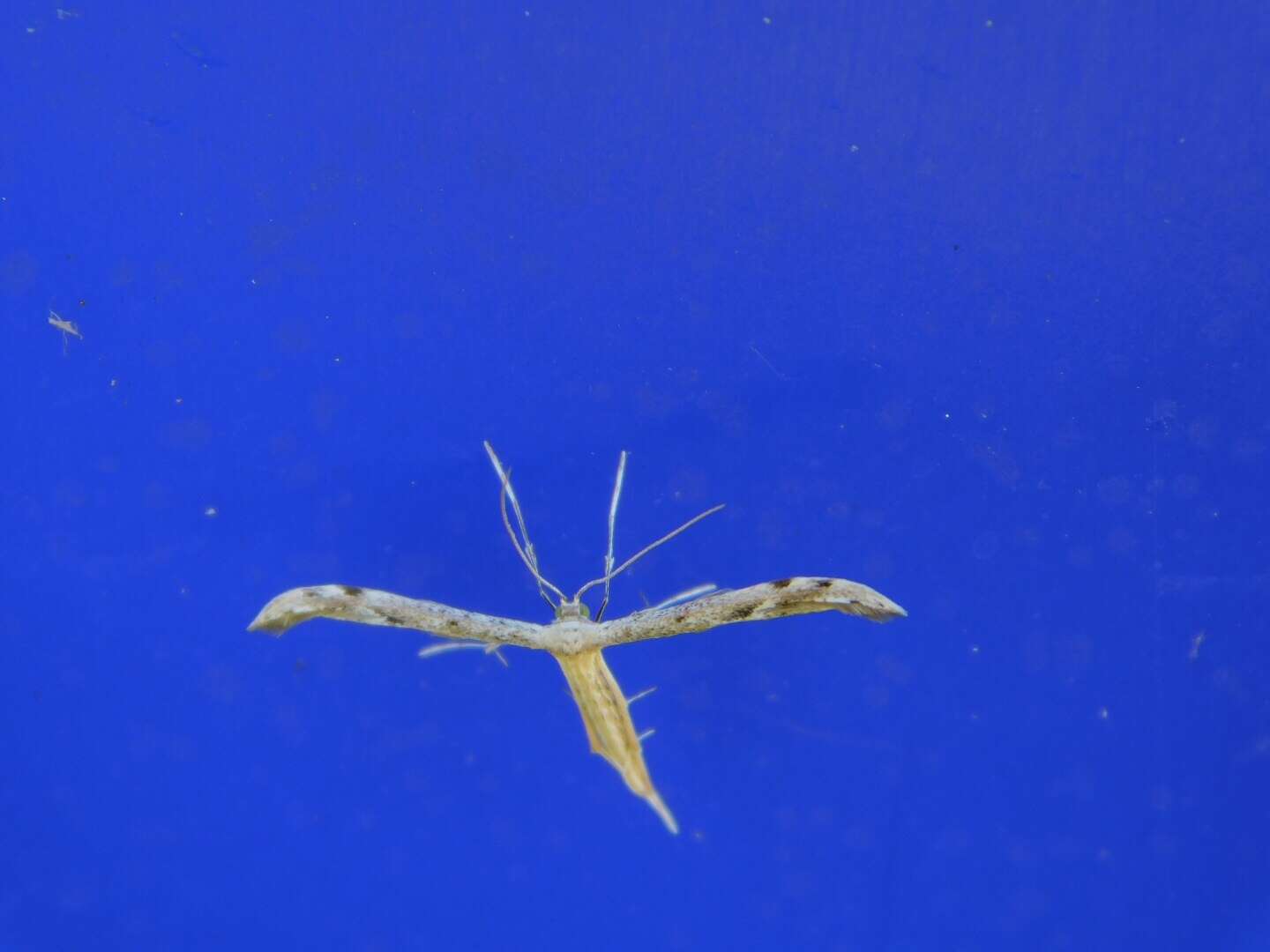 Image of Belfrage's Plume Moth