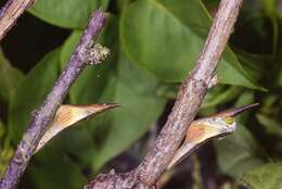 Image of orange tip