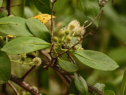 Image of mangrove