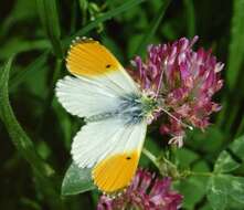 Image of orange tip