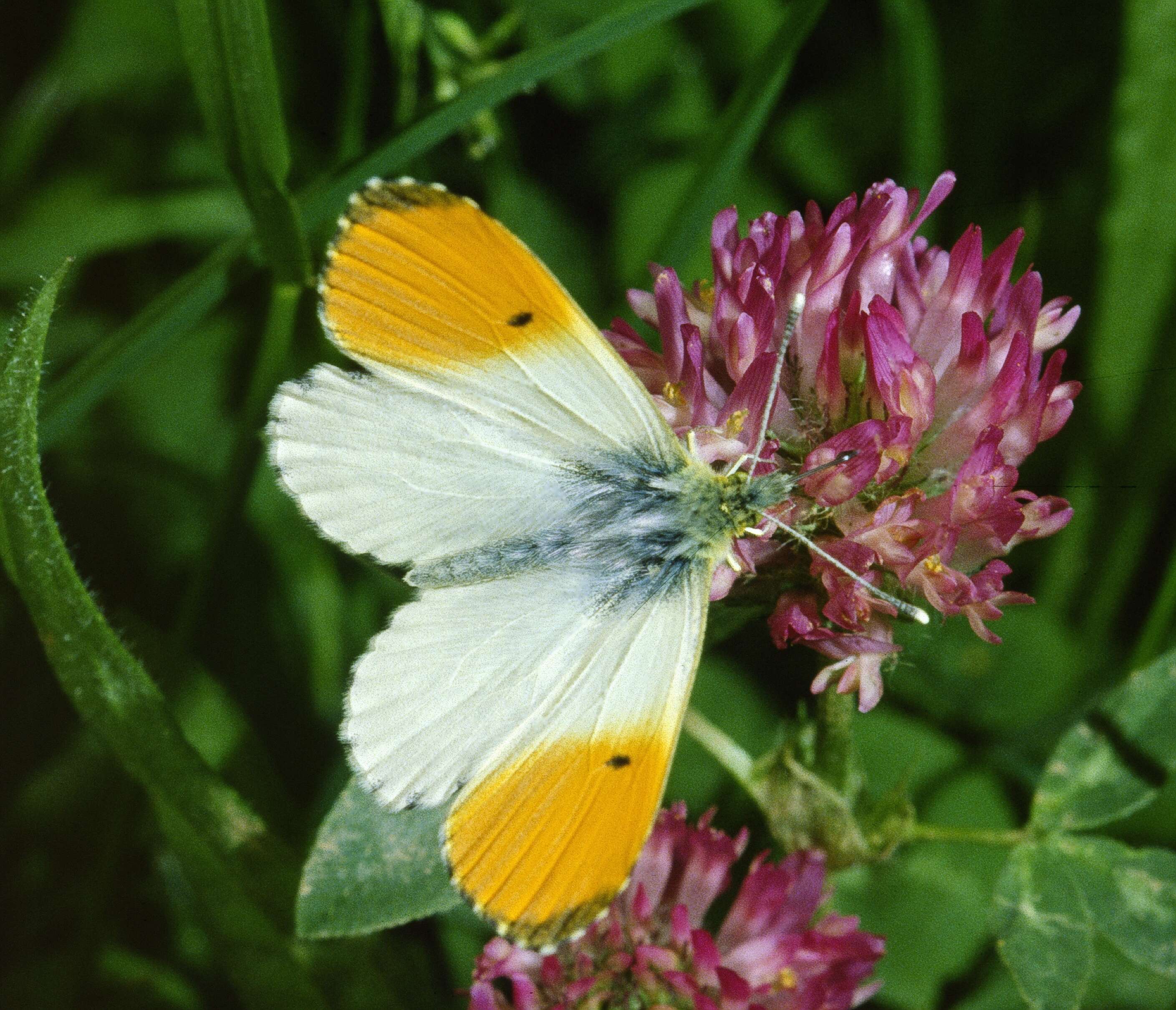 Image of orange tip