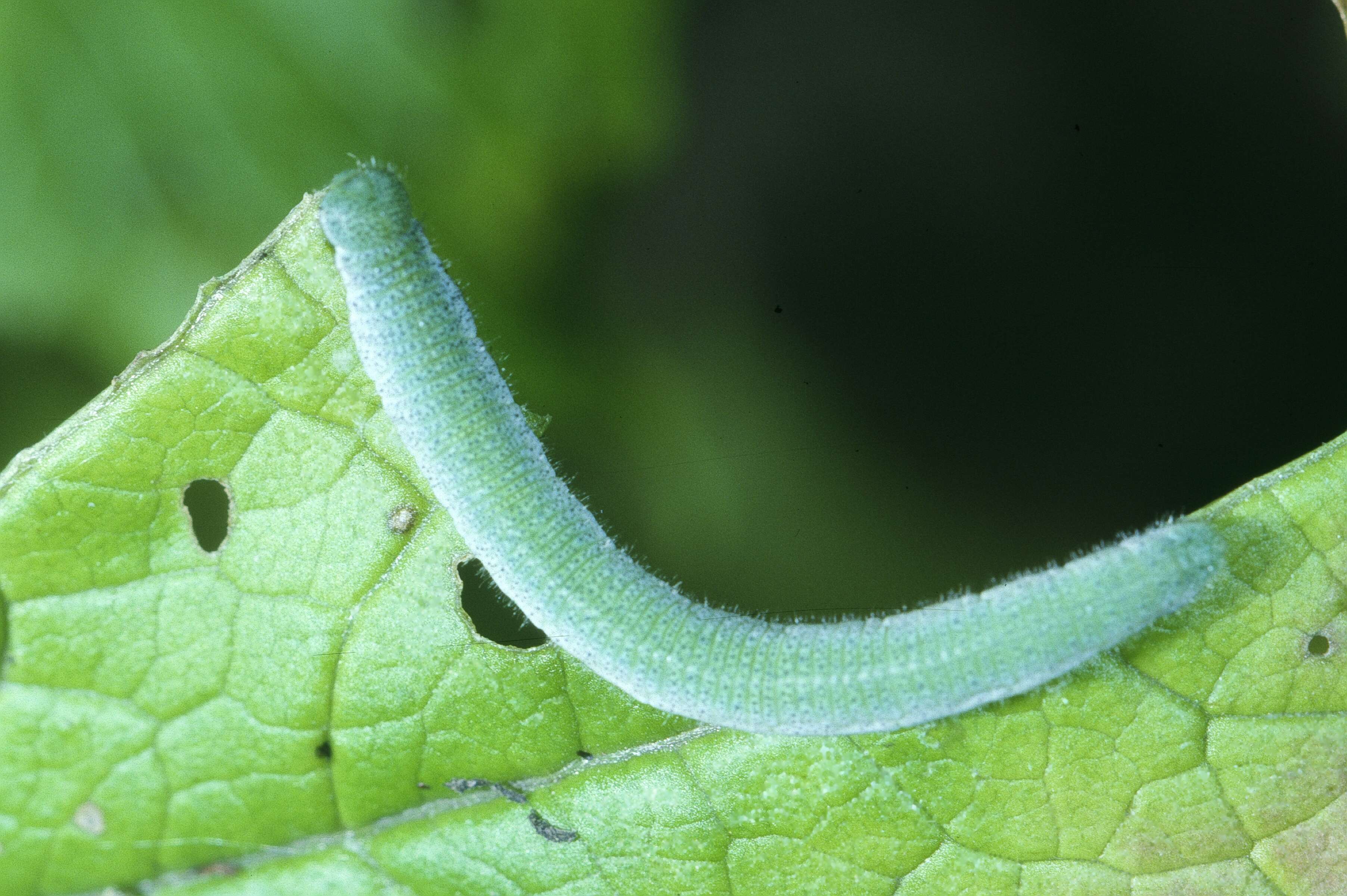 Image of orange tip