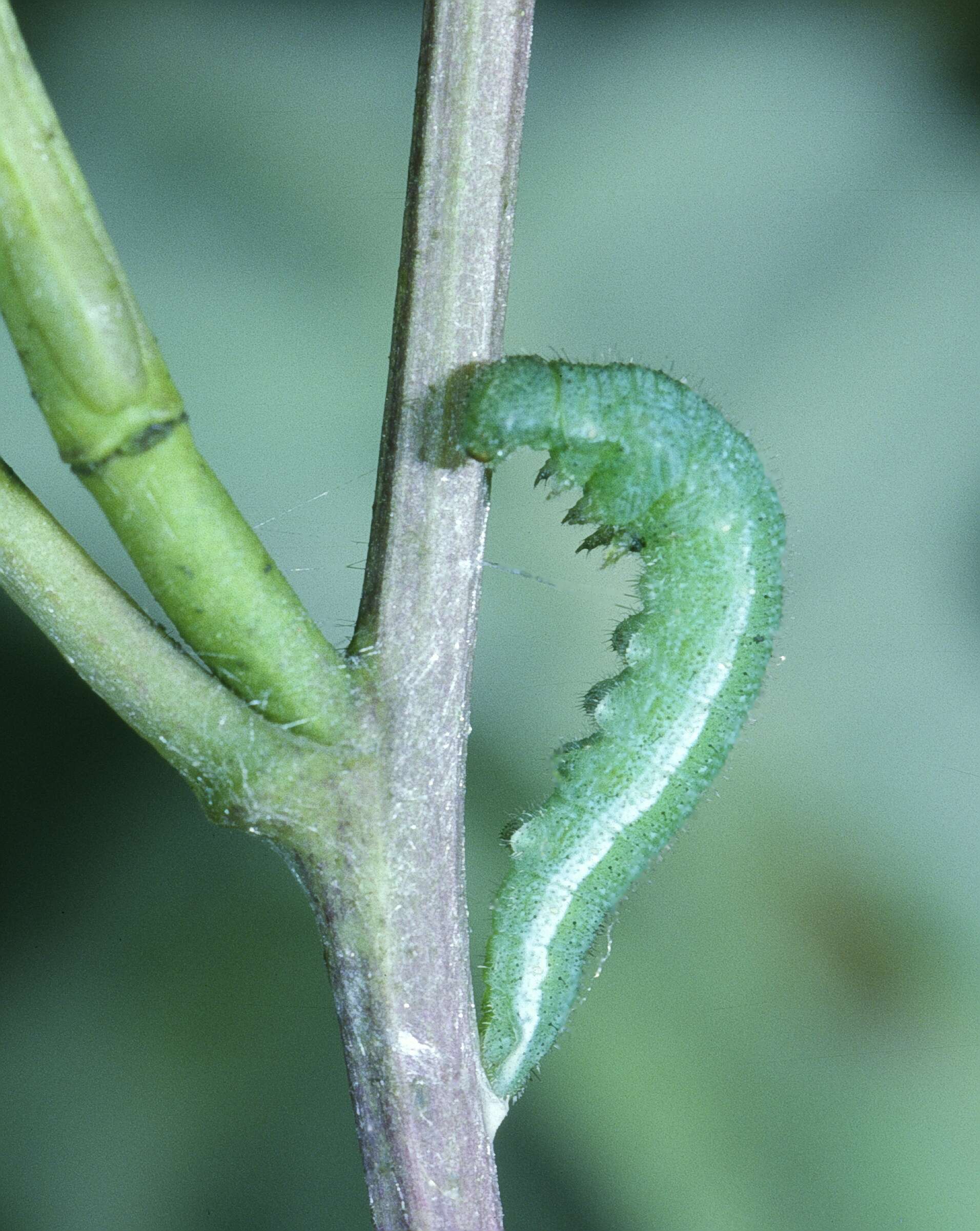 Image of orange tip