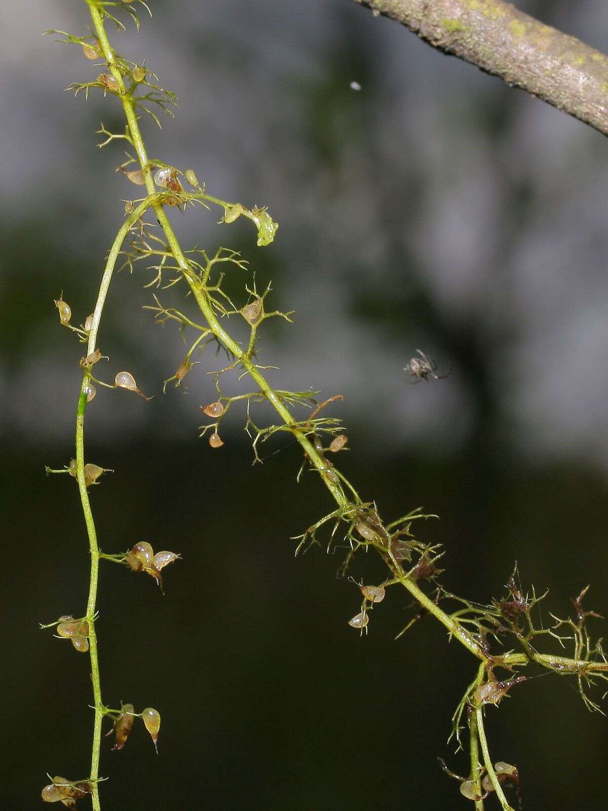 Plancia ëd Utricularia minor L.