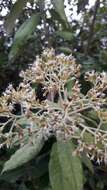 Image of Ageratina asclepiadea (L. fil.) R. King & H. Rob.