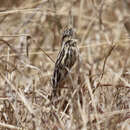 Image of Pectoral-patch Cisticola