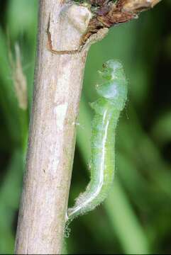 Image of orange tip