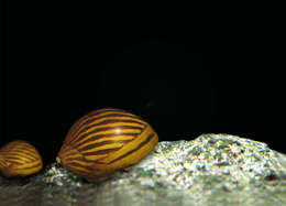 Image of Neritina natalensis