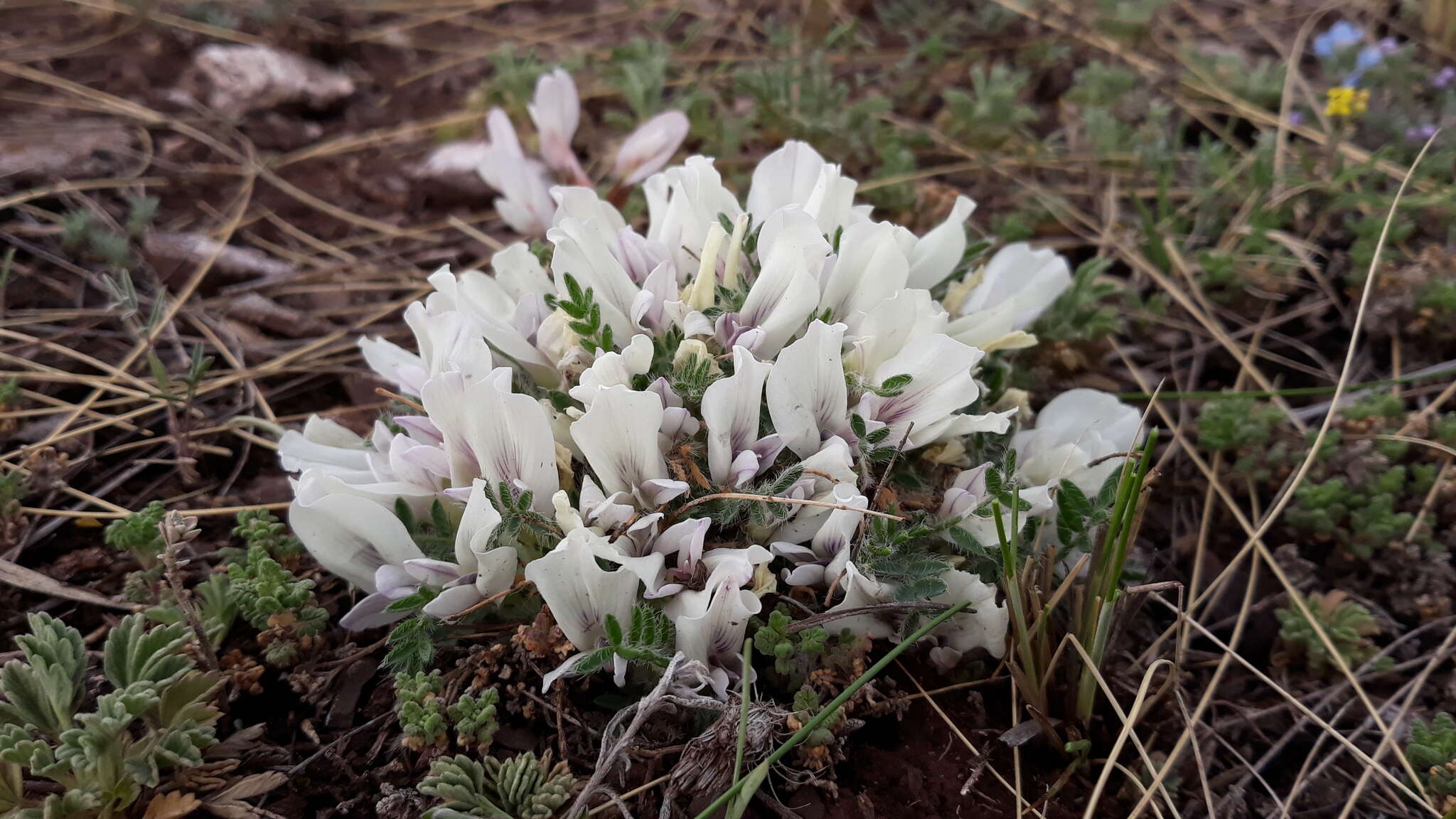 Plancia ëd Oxytropis includens Basil.