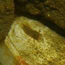 Image of southern algae shrimp