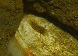 Image of southern algae shrimp