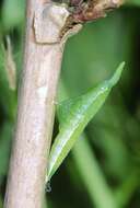 Image of orange tip