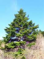 Image of Korean Fir