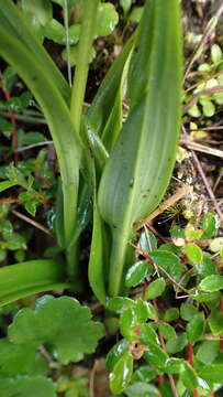 Herminium lanceum (Thunb. ex Sw.) Vuijk resmi