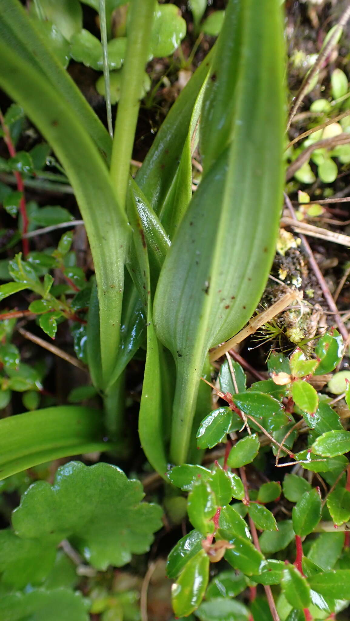 Image of Herminium lanceum (Thunb. ex Sw.) Vuijk