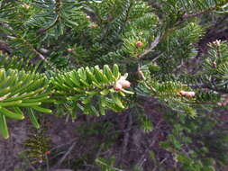 Image of Korean Fir