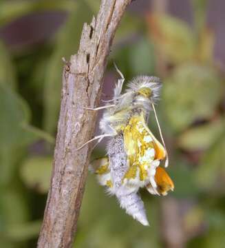 Image of orange tip