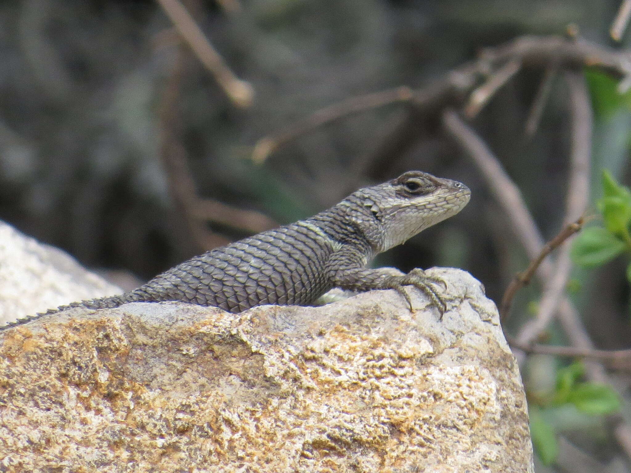 Image de Sceloporus aureolus Smith 1942