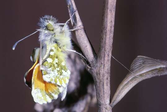 Image of orange tip