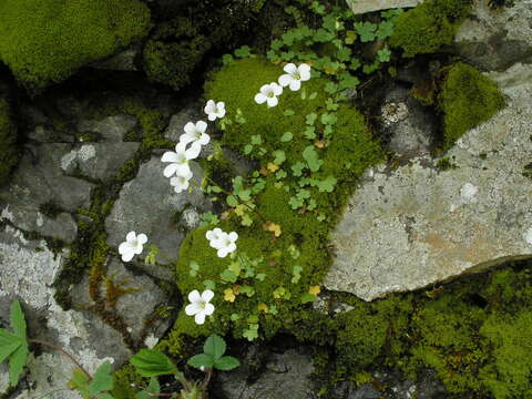 Imagem de Saxifraga sibirica L.