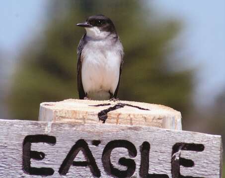 Image of Eastern Kingbird