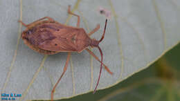 Plancia ëd Homoeocerus (Tliponius) unipunctatus (Thunberg 1783)