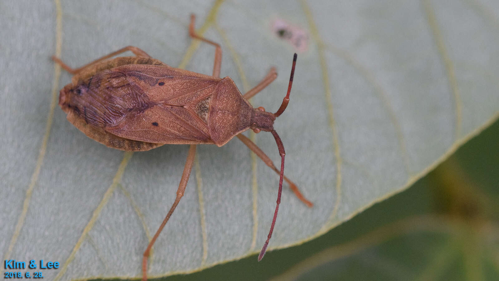 Plancia ëd Homoeocerus (Tliponius) unipunctatus (Thunberg 1783)