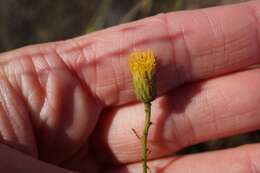 صورة Erigeron reductus var. angustatus (A. Gray) G. L. Nesom