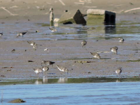 Image of Least Sandpiper