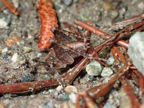 Pristoceuthophilus celatus (Scudder & S. H. 1894)的圖片