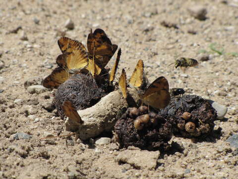 Image of Phyciodes cocyta