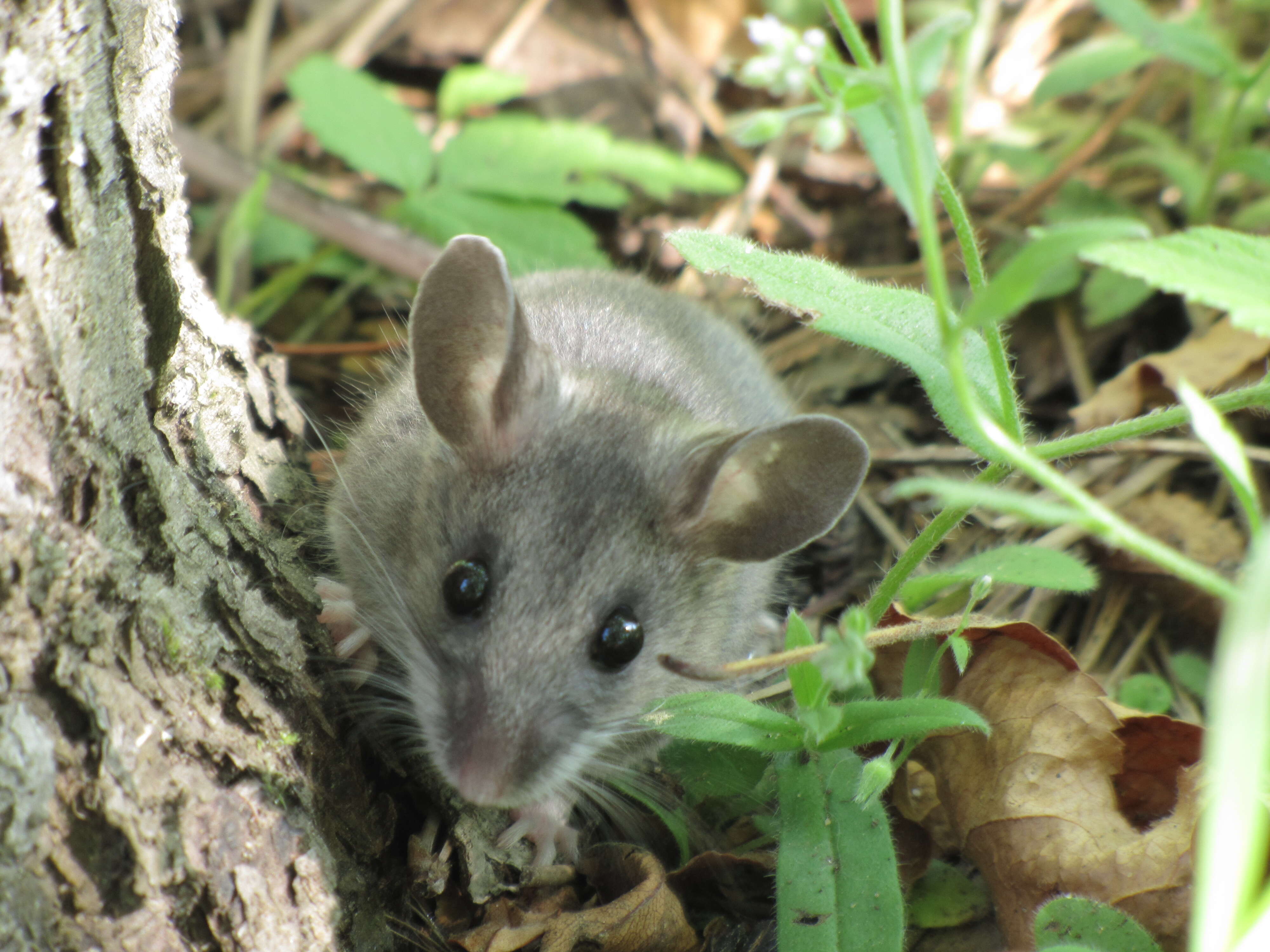 Image of Deer Mouse