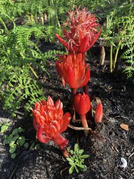 Imagem de Haemanthus canaliculatus Levyns