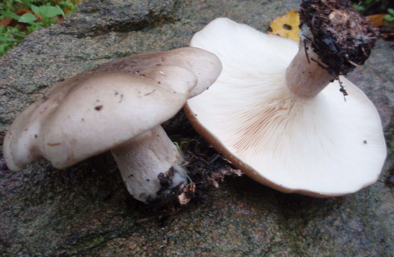 Image of Clitocybe nebularis (Batsch) P. Kumm. 1871