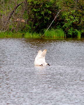 Image of Trumpeter Swan