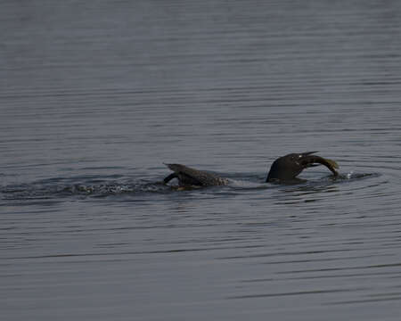 Image of loons