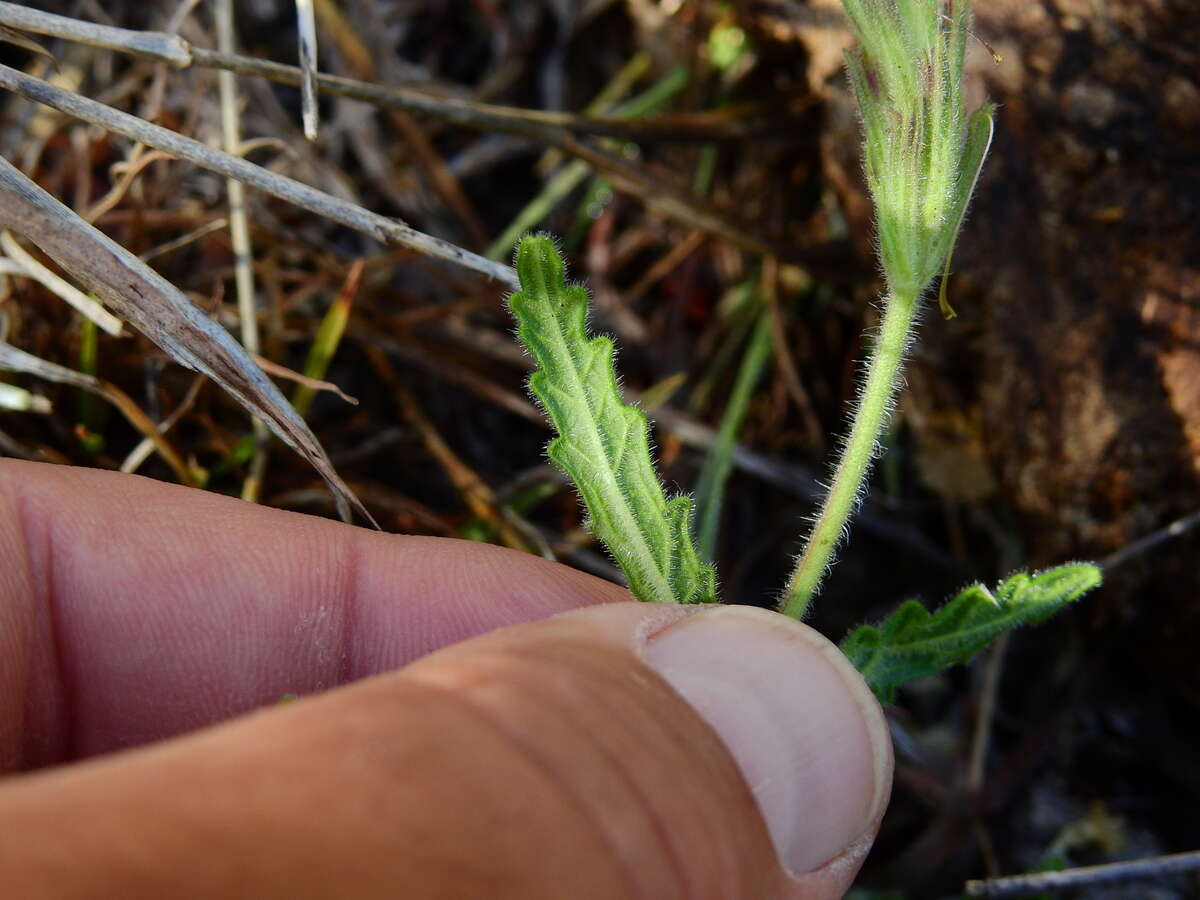 Image of Glandularia platensis (Spreng.) Schnack & Covas