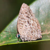 Image de Arhopala alitaeus (Hewitson 1862)