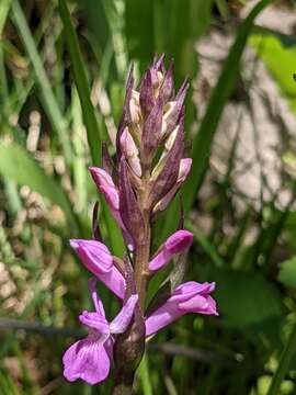 Image of Dactylorhiza elata subsp. sesquipedalis (Willd.) Soó