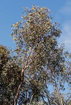 Image of lemon-flower gum