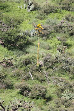 Слика од Agave salmiana subsp. crassispina (Trel.) Gentry