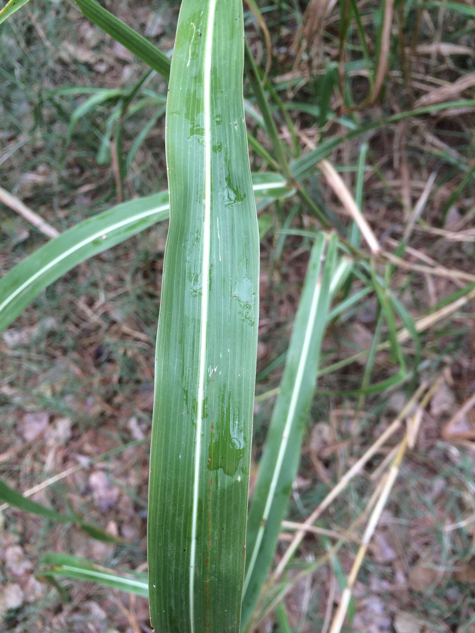 Image of Johnson grass