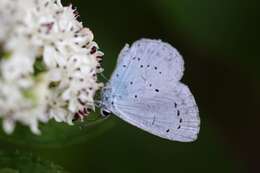 Image of holly blue